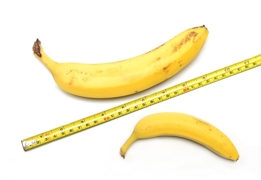 normální velikost penisu
